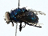  ( - BIOUG91329-B08)  @11 [ ] CreativeCommons - Attribution (2023) CBG Photography Group Centre for Biodiversity Genomics