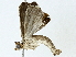  ( - BIOUG89984-A09)  @11 [ ] CreativeCommons - Attribution (2022) CBG Photography Group Centre for Biodiversity Genomics