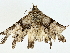  ( - BIOUG95317-D03)  @11 [ ] CreativeCommons - Attribution (2023) CBG Photography Group Centre for Biodiversity Genomics