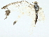  ( - BIOUG95317-D11)  @11 [ ] CreativeCommons - Attribution (2023) CBG Photography Group Centre for Biodiversity Genomics
