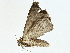  ( - BIOUG95317-E03)  @11 [ ] CreativeCommons - Attribution (2023) CBG Photography Group Centre for Biodiversity Genomics