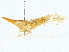  ( - BIOUG95320-C02)  @11 [ ] CreativeCommons - Attribution (2023) CBG Photography Group Centre for Biodiversity Genomics