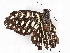  ( - BIOUG97775-A09)  @11 [ ] CreativeCommons - Attribution Non-Commercial Share-Alike (2023) CBG Photography Group Centre for Biodiversity Genomics