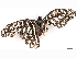  ( - BIOUG97775-A10)  @11 [ ] CreativeCommons - Attribution Non-Commercial Share-Alike (2023) CBG Photography Group Centre for Biodiversity Genomics
