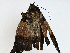  ( - BIOUG97775-C03)  @11 [ ] CreativeCommons - Attribution (2023) CBG Photography Group Centre for Biodiversity Genomics