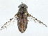  (Tabanus rubidus - BIOUG97769-F05)  @11 [ ] CreativeCommons - Attribution (2023) CBG Photography Group Centre for Biodiversity Genomics