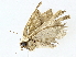  ( - BIOUG89984-F01)  @11 [ ] CreativeCommons - Attribution (2022) CBG Photography Group Centre for Biodiversity Genomics