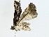  ( - BIOUG89984-F03)  @11 [ ] CreativeCommons - Attribution (2022) CBG Photography Group Centre for Biodiversity Genomics