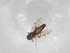  (Culicoides orientalis - BIOUG98113-C12)  @11 [ ] CreativeCommons - Attribution (2023) Centre for Biodiversity Genomics Centre for Biodiversity Genomics