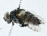  ( - CBG-A00338-G12)  @11 [ ] CreativeCommons - Attribution (2023) CBG Photography Group Centre for Biodiversity Genomics