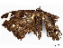  ( - CBG-A00341-B07)  @11 [ ] CreativeCommons - Attribution (2023) CBG Photography Group Centre for Biodiversity Genomics