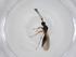  (Trichopria compressa - CBG-A12096-E03)  @11 [ ] CreativeCommons - Attribution Share - Alike (2023) Centre for Biodiversity Genomics Centre for Biodiversity Genomics