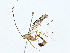  (Enicospilus dolosus - BIOUG98705-E09)  @11 [ ] CreativeCommons - Attribution (2023) CBG Photography Group Centre for Biodiversity Genomics