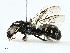  (Ceratina sutepensis - BIOUG98705-H07)  @11 [ ] CreativeCommons - Attribution (2023) CBG Photography Group Centre for Biodiversity Genomics