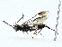  (Athlophorus gracilis - BIOUG98705-H11)  @11 [ ] CreativeCommons - Attribution (2023) CBG Photography Group Centre for Biodiversity Genomics