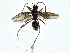  (Prenolepis melanogaster - CBG-A00323-H04)  @11 [ ] CreativeCommons - Attribution (2023) CBG Photography Group Centre for Biodiversity Genomics