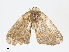  ( - CBG-A13216-D08)  @11 [ ] CreativeCommons - Attribution Share - Alike (2023) CBG Photography Group Centre for Biodiversity Genomics