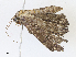  ( - CBG-A13274-B09)  @11 [ ] CreativeCommons - Attribution Share - Alike (2023) CBG Photography Group Centre for Biodiversity Genomics