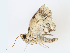  ( - CBG-A13275-D10)  @11 [ ] CreativeCommons - Attribution Share - Alike (2023) CBG Photography Group Centre for Biodiversity Genomics