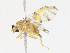  (Acroceratitis siamensis - CBG-A13276-D04)  @11 [ ] CreativeCommons - Attribution Share - Alike (2023) CBG Photography Group Centre for Biodiversity Genomics