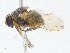  (Dichaetomyia bibax - CBG-A13276-D11)  @11 [ ] CreativeCommons - Attribution Share - Alike (2023) CBG Photography Group Centre for Biodiversity Genomics