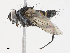  ( - CBG-A13276-E01)  @11 [ ] CreativeCommons - Attribution Share - Alike (2023) CBG Photography Group Centre for Biodiversity Genomics