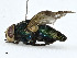  (Isomyia complantenna - CBG-A00325-D07)  @11 [ ] CreativeCommons - Attribution (2023) CBG Photography Group Centre for Biodiversity Genomics