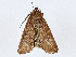  ( - CBG-A00328-A08)  @11 [ ] CreativeCommons - Attribution (2023) CBG Photography Group Centre for Biodiversity Genomics