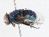  (Lucilia papuensis - CBG-A13345-A01)  @11 [ ] CreativeCommons - Attribution Share - Alike (2023) CBG Photography Group Centre for Biodiversity Genomics