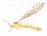  ( - CBG-A13346-G11)  @11 [ ] CreativeCommons - Attribution Share - Alike (2023) CBG Photography Group Centre for Biodiversity Genomics