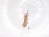  (Mycterothrips nilgiriensis - CBG-B16670-D12)  @11 [ ] CreativeCommons - Attribution Share - Alike (2025) Centre for Biodiversity Genomics Centre for Biodiversity Genomics