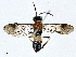  ( - CBG-A00342-A09)  @11 [ ] CreativeCommons - Attribution (2023) CBG Photography Group Centre for Biodiversity Genomics
