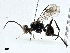  (Rothneyia - CBG-A00342-G07)  @11 [ ] CreativeCommons - Attribution (2023) CBG Photography Group Centre for Biodiversity Genomics