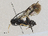  (Psilommiscus - CBG-A27523-D02)  @11 [ ] CreativeCommons - Attribution Share - Alike (2024) CBG Photography Group Centre for Biodiversity Genomics
