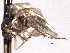  ( - CNC DIPTERA 192183)  @13 [ ] CreativeCommons - Attribution (2012) CNC/CBG Photography Group Centre for Biodiversity Genomics