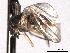  ( - CNC DIPTERA 192184)  @12 [ ] CreativeCommons - Attribution (2012) CNC/CBG Photography Group Centre for Biodiversity Genomics