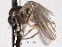  ( - CNC DIPTERA 192185)  @12 [ ] CreativeCommons - Attribution (2012) CNC/CBG Photography Group Centre for Biodiversity Genomics