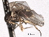  ( - CNC DIPTERA 192187)  @12 [ ] CreativeCommons - Attribution (2012) CNC/CBG Photography Group Centre for Biodiversity Genomics