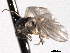  ( - CNC DIPTERA 192191)  @12 [ ] CreativeCommons - Attribution (2012) CNC/CBG Photography Group Centre for Biodiversity Genomics