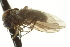  ( - CNC DIPTERA 163392)  @12 [ ] CreativeCommons - Attribution (2012) CNC/CBG Photography Group Centre for Biodiversity Genomics