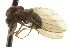  ( - CNC DIPTERA 163393)  @13 [ ] CreativeCommons - Attribution (2012) CNC/CBG Photography Group Centre for Biodiversity Genomics