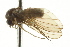  ( - CNC DIPTERA 163405)  @14 [ ] CreativeCommons - Attribution (2012) CNC/CBG Photography Group Centre for Biodiversity Genomics