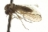  ( - CNC DIPTERA 163407)  @11 [ ] CreativeCommons - Attribution (2012) CNC/CBG Photography Group Centre for Biodiversity Genomics