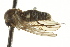  ( - CNC DIPTERA 163409)  @13 [ ] CreativeCommons - Attribution (2012) CNC/CBG Photography Group Centre for Biodiversity Genomics