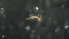  (Tanytarsus sp - 3V33)  @12 [ ] Copyright (2012) Jeffrey Ram Wayne State University School of Medicine
