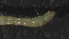  (Parachironomus sp - 3V41)  @12 [ ] Copyright (2012) Jeffrey Ram Wayne State University School of Medicine