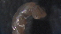  ( - 4X19)  @12 [ ] Copyright (2012) Jeffrey Ram Wayne State University School of Medicine
