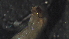  ( - 5G5)  @12 [ ] Copyright (2012) Jeffrey Ram Wayne State University School of Medicine