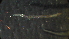  (Cladotanytarsus sp - 5W20)  @12 [ ] Copyright (2012) Jeffrey Ram Wayne State University School of Medicine