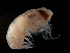  (Eupronoe armata - MPMX-109)  @11 [ ] Unspecified (default): All Rights Reserved  Ana Ma. Parra-Flores Unspecified